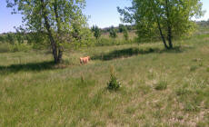 Cherry Creek Dog Park Open Area