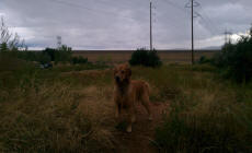 Scooter at Chatfield State Park dog park