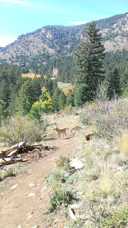  Photo Credit goes to Denver Excursions. Elk Meadows Dog Park