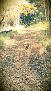 Elk Meadows Dog Park Photo Credit Denver Excursions