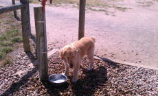 Scooter having a drink at Fido's Field Dog Park