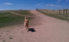 Scooter coing back for a treat at Glendale Farms Dog Park