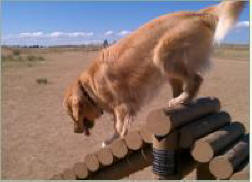 Scooter at his favorite Denver dog park, Glendale Dog Park in Lone Tree